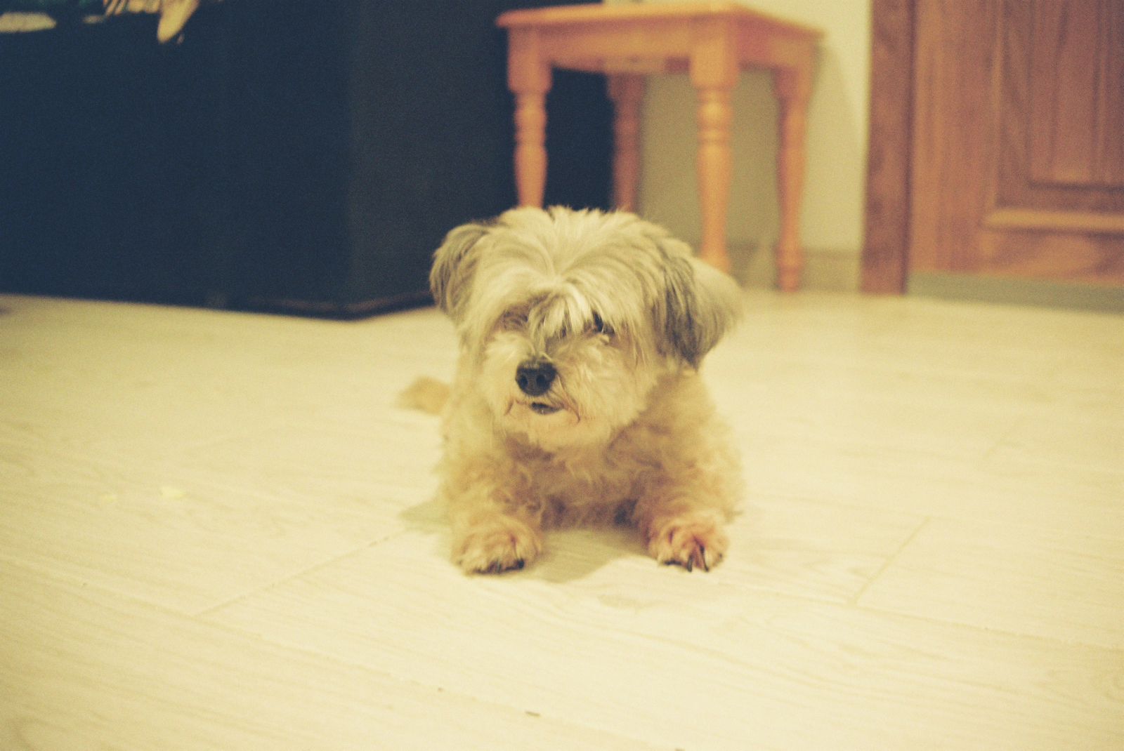 Cutipie